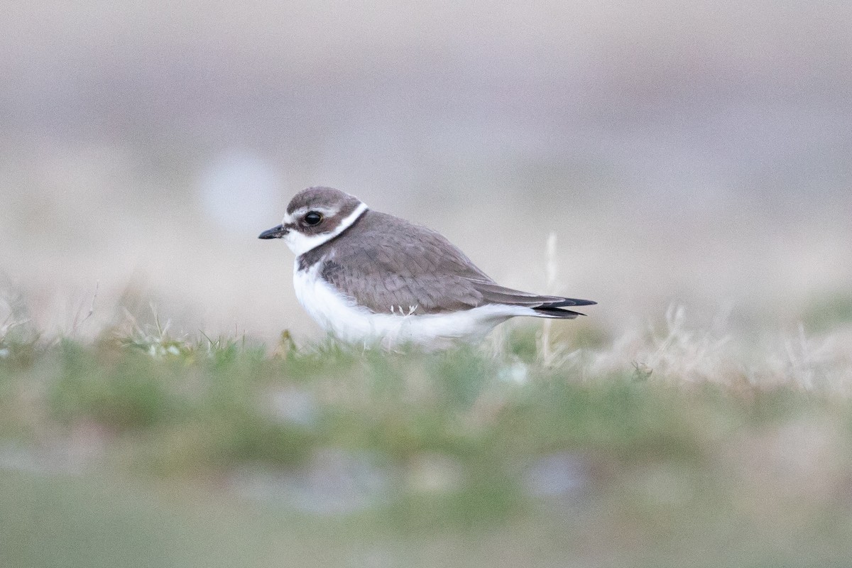 Semipalmated Plover - ML645130214