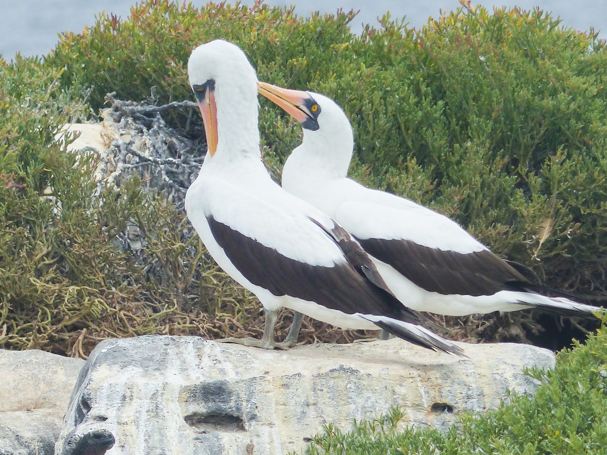 Nazca Booby - ML645130215