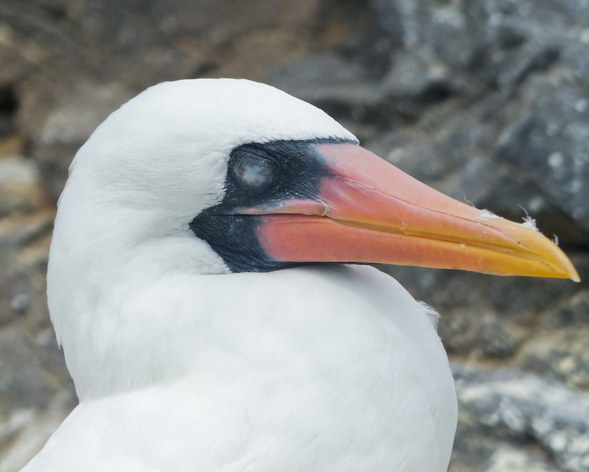 Nazca Booby - ML645130216