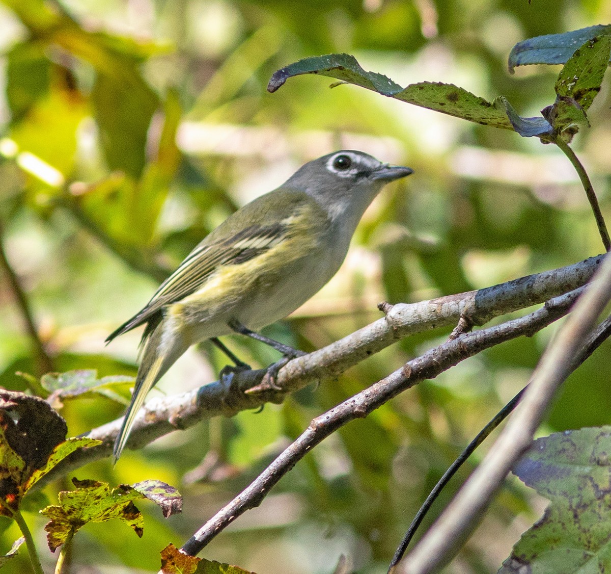 Blue-headed Vireo - ML645130220