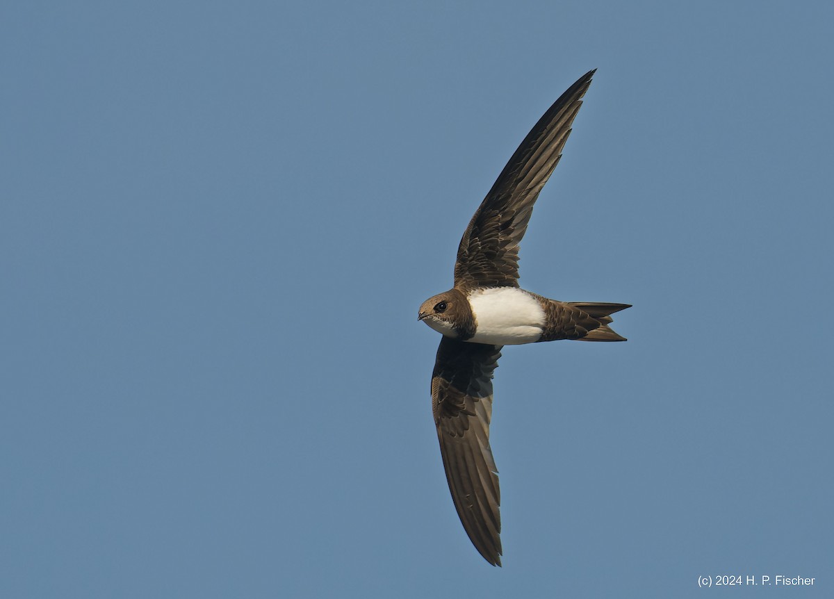 シロハラアマツバメ - ML645130226