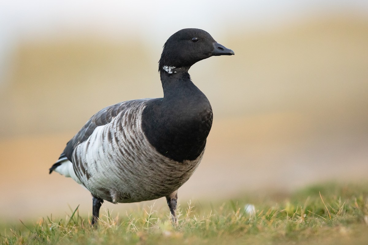 Brant - ML645130250