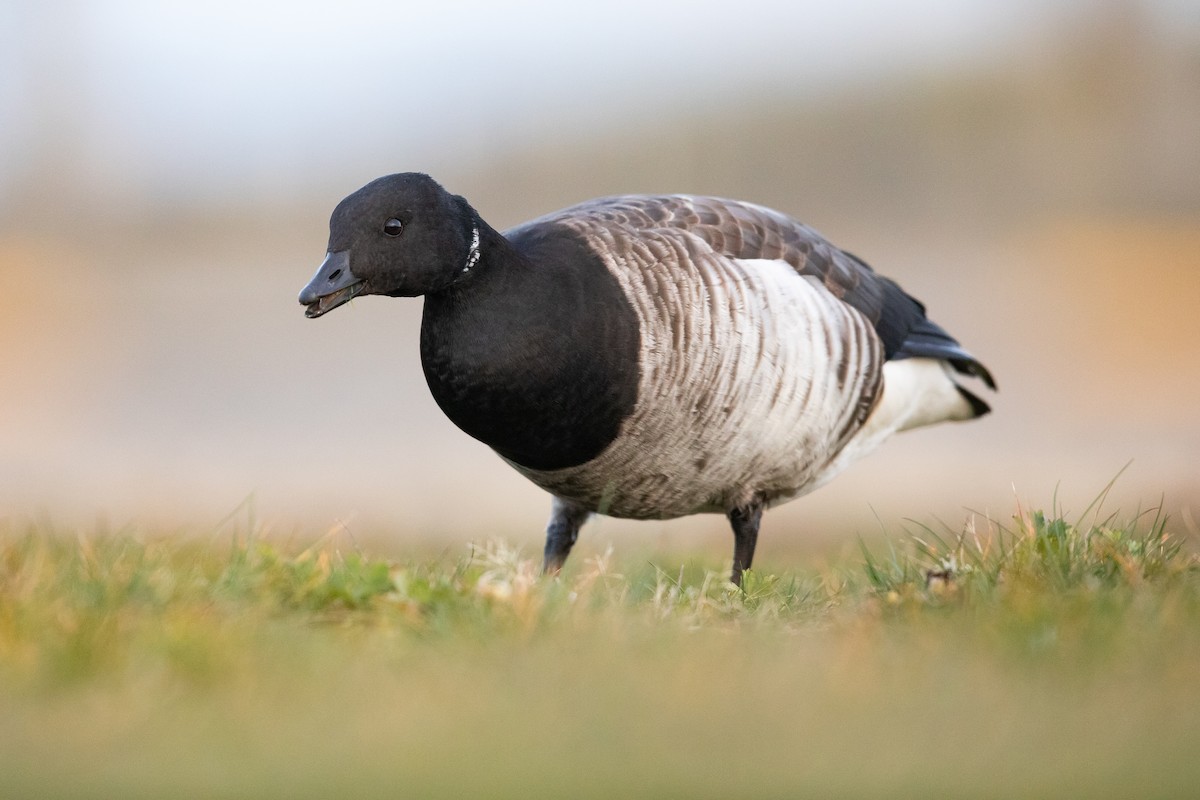 Brant - ML645130270