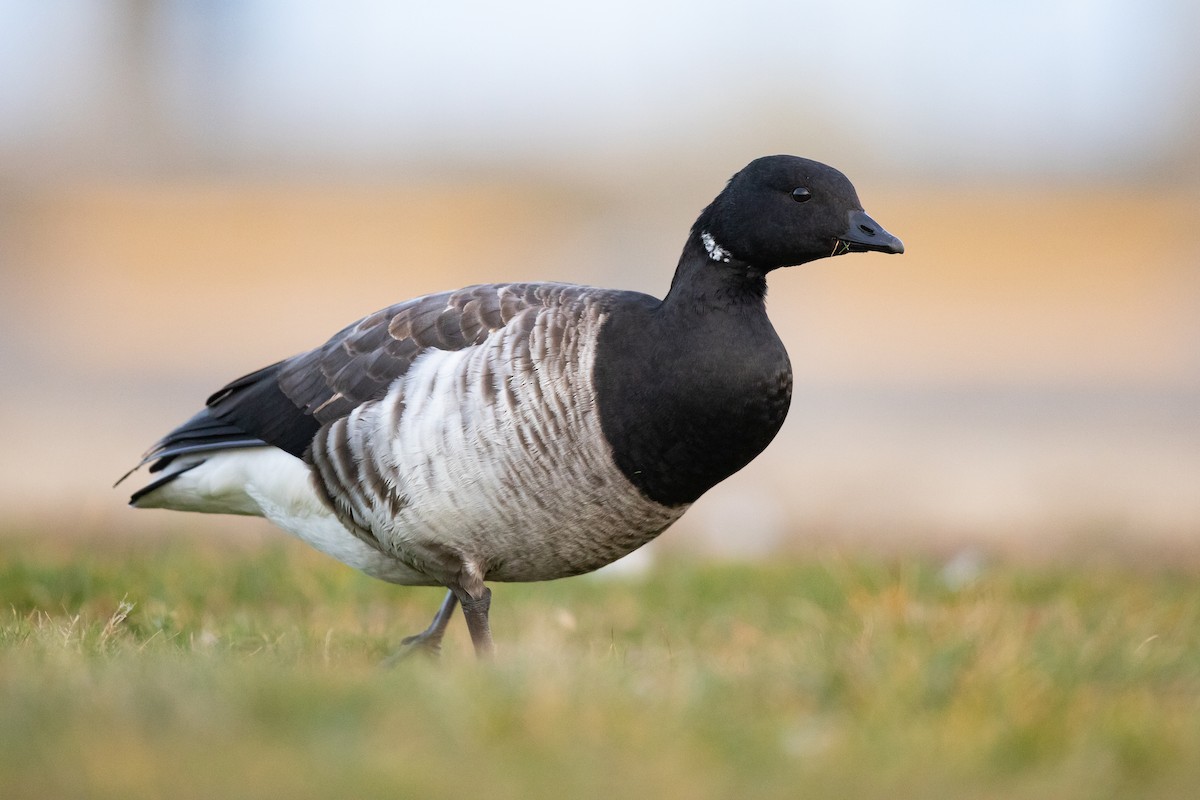 Brant - ML645130276