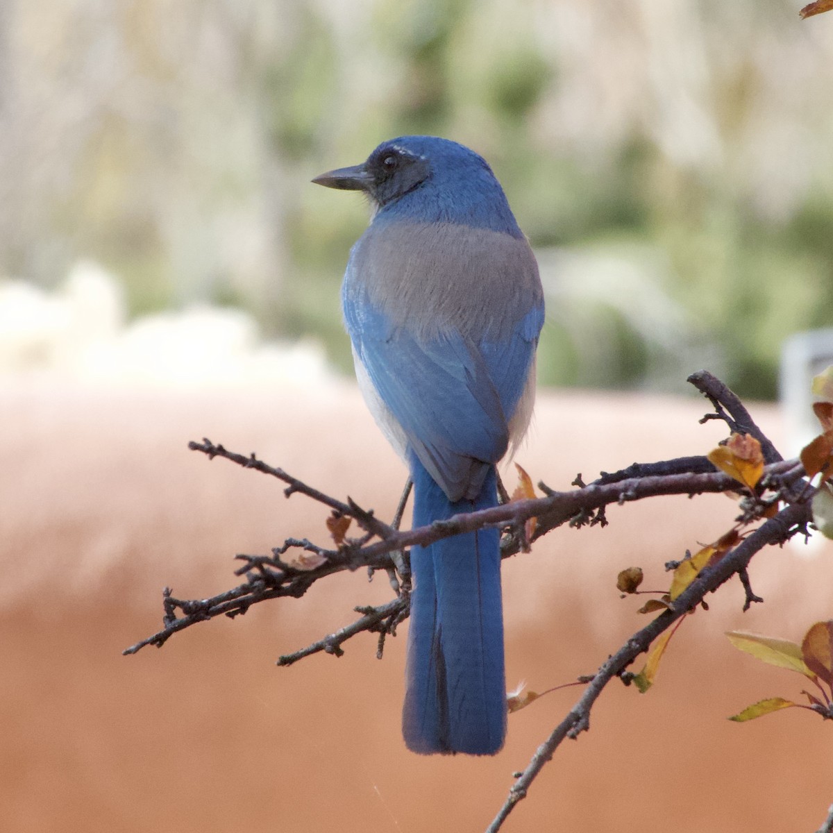 Woodhouse's Scrub-Jay - ML645130282