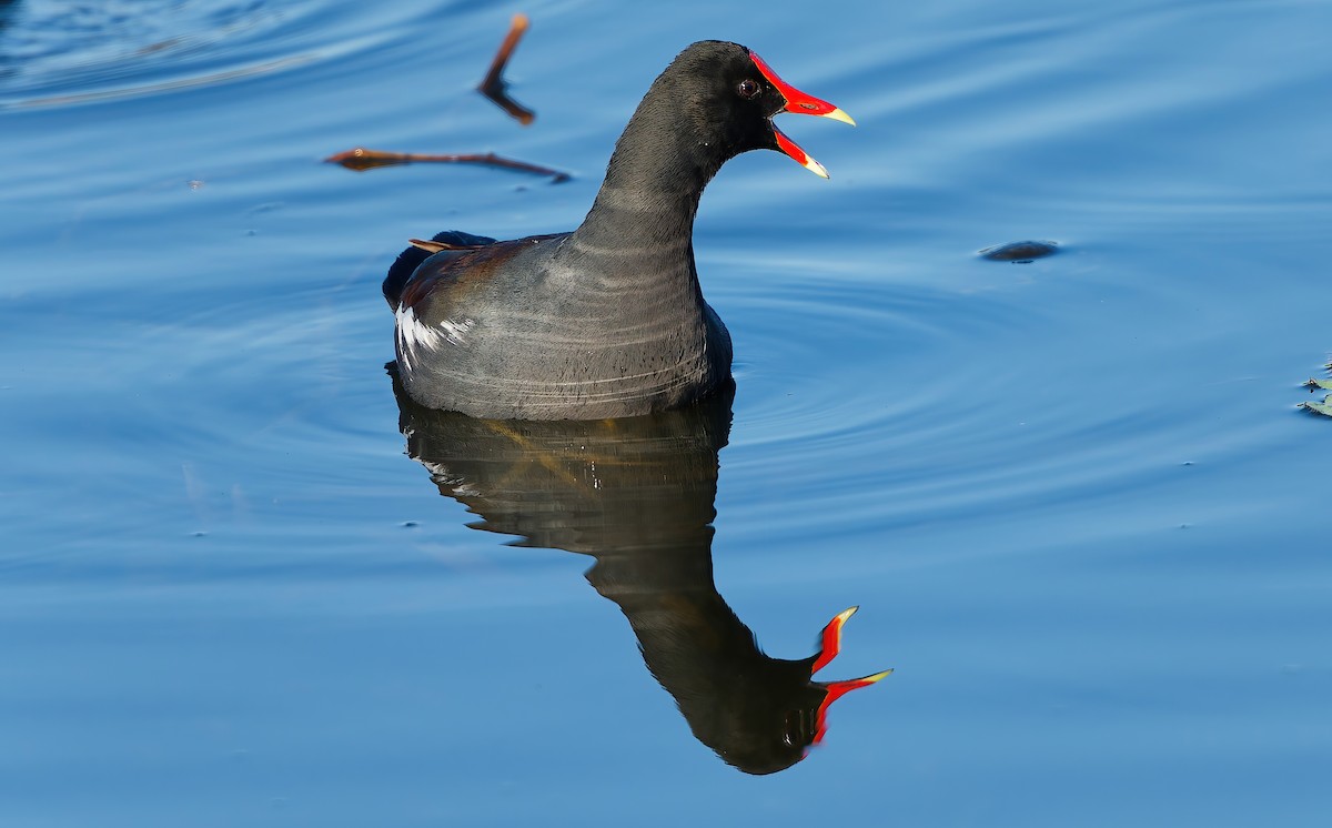 アメリカバン - ML645130284