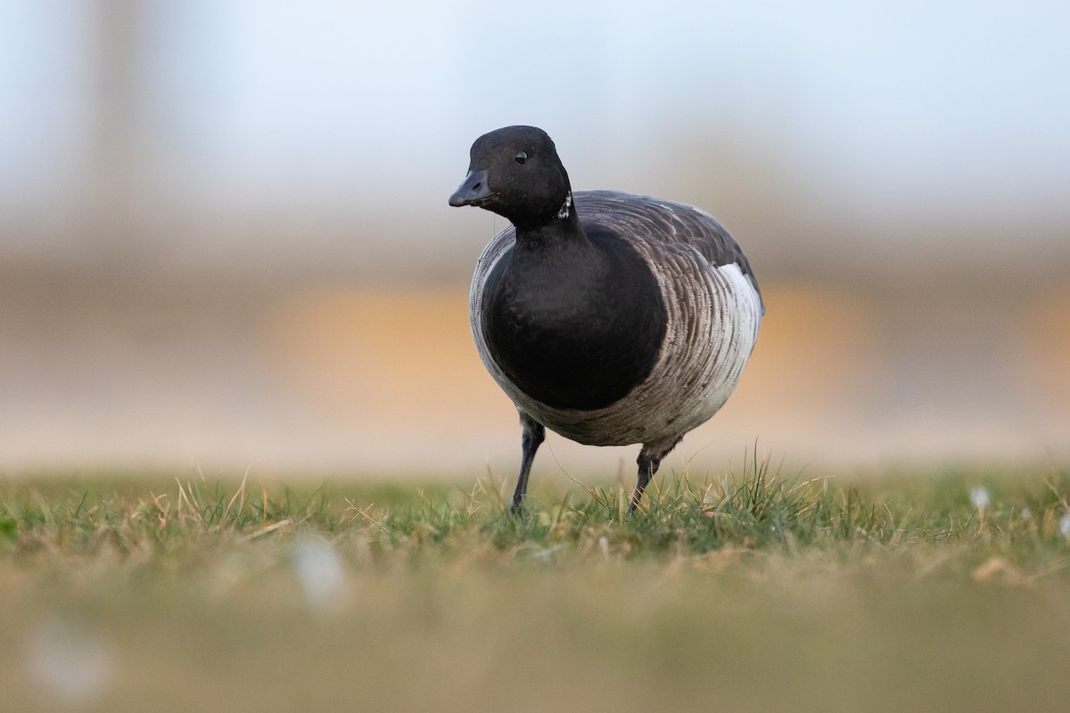 Brant - ML645130286