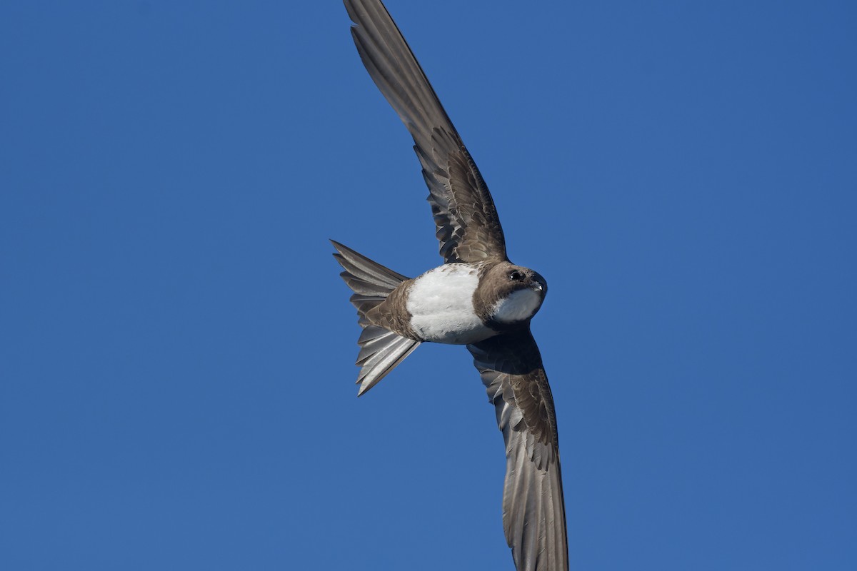 シロハラアマツバメ - ML645130289