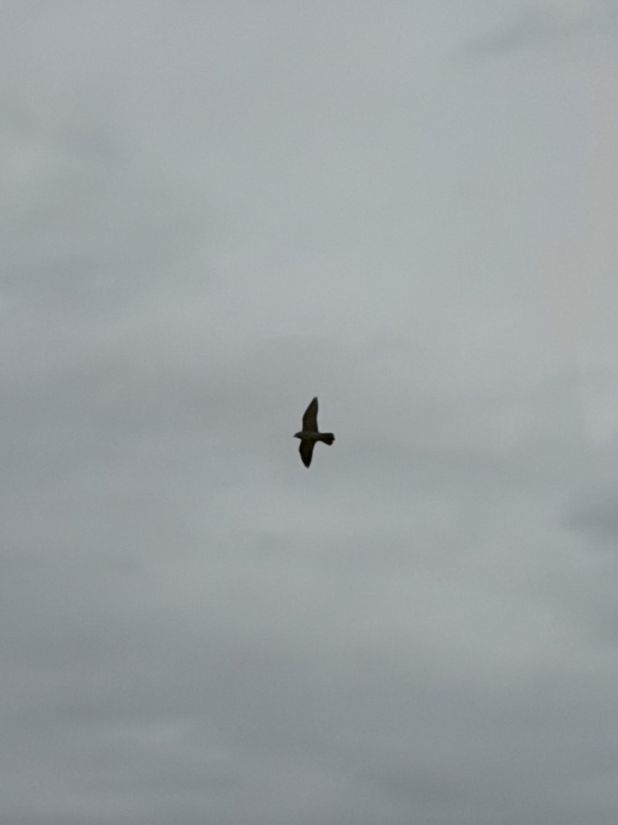 Peregrine Falcon - ML645130290