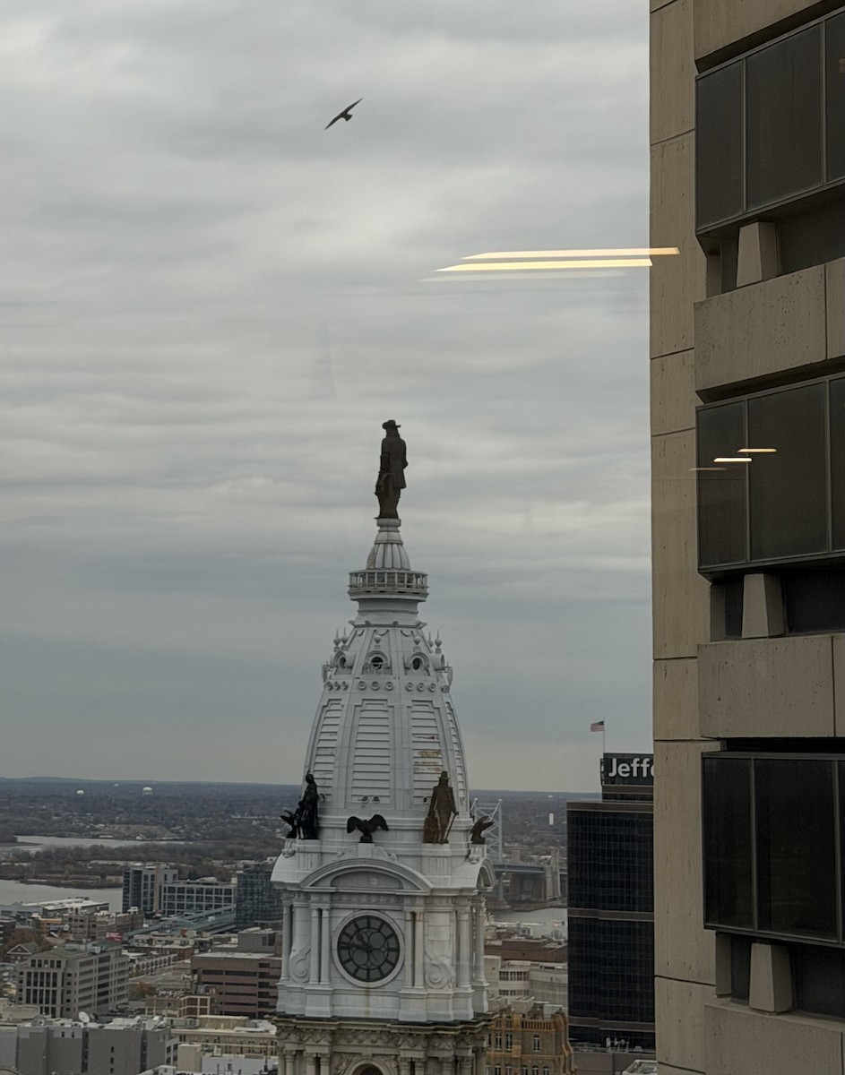 Peregrine Falcon - ML645130292