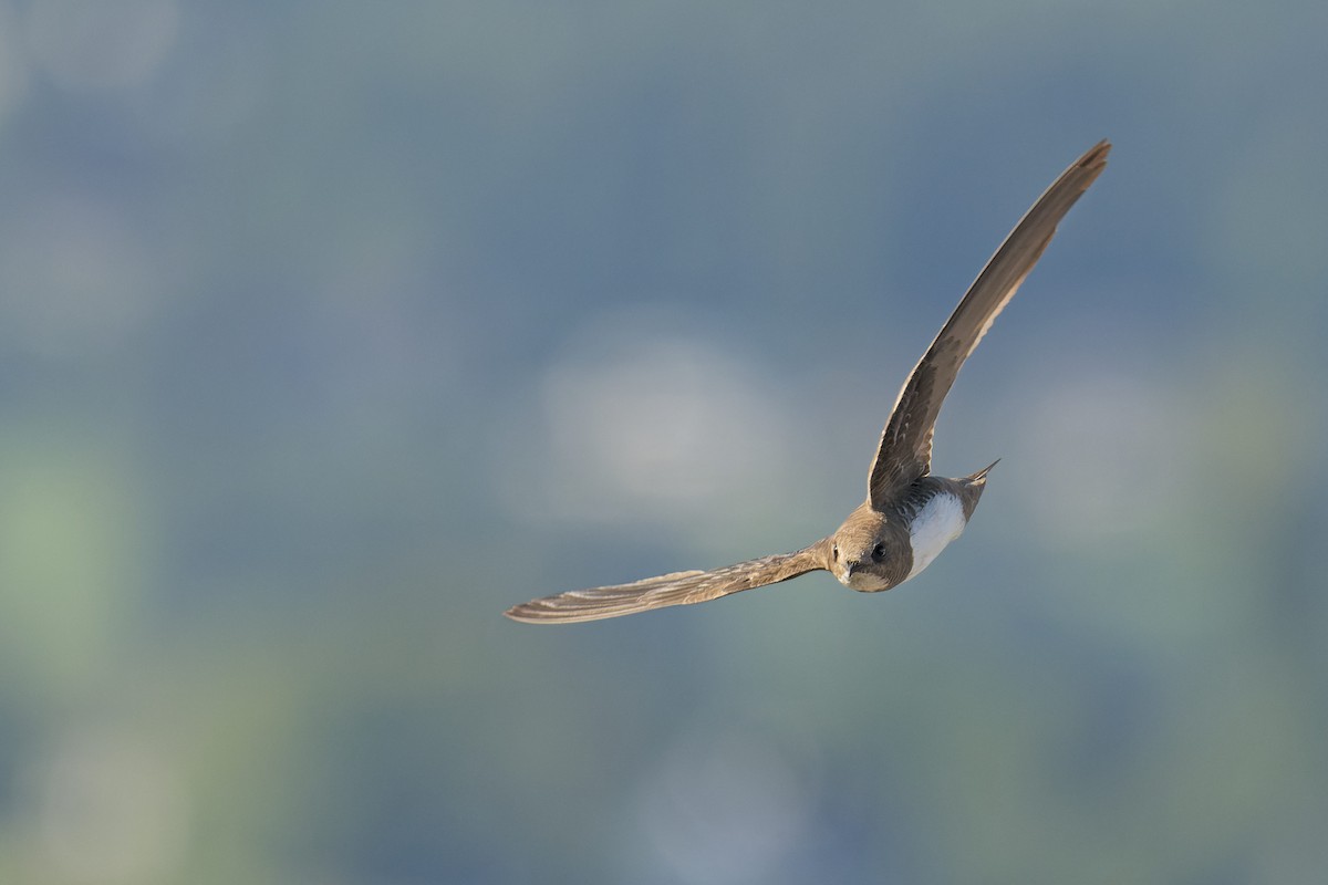 シロハラアマツバメ - ML645130293