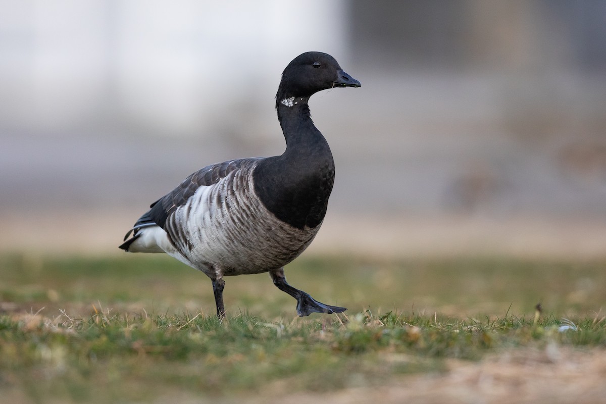 Brant - ML645130294