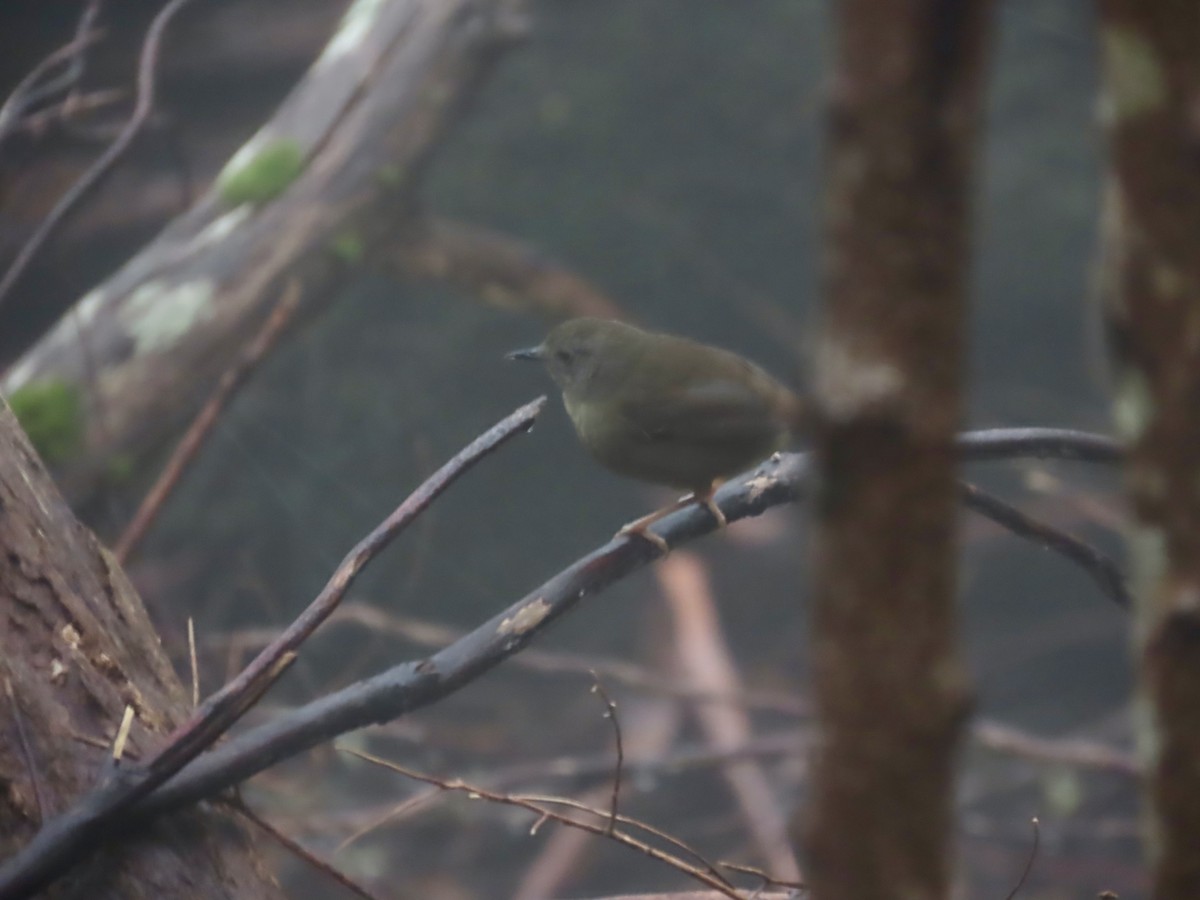 tasmankrattsmett - ML645130295