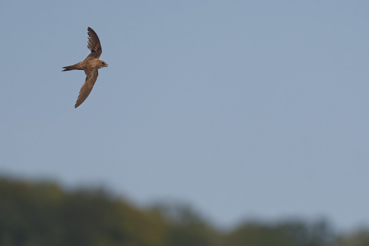 シロハラアマツバメ - ML645130296