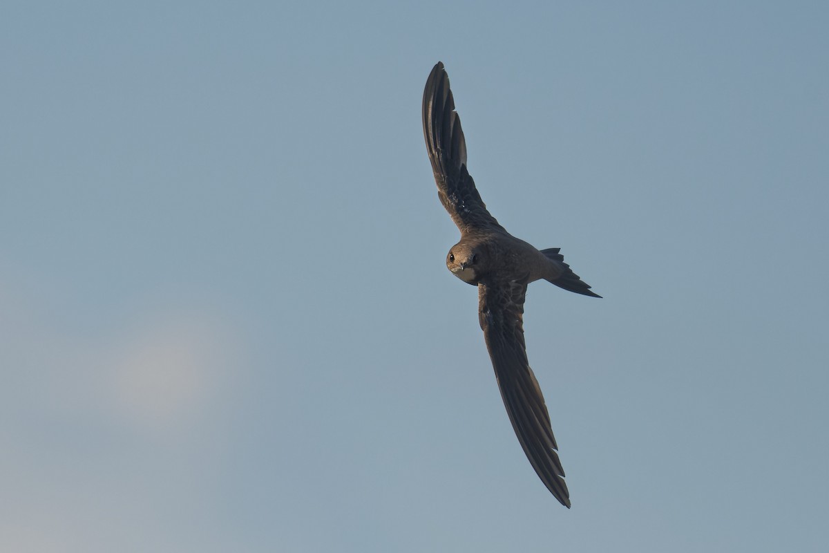 シロハラアマツバメ - ML645130299