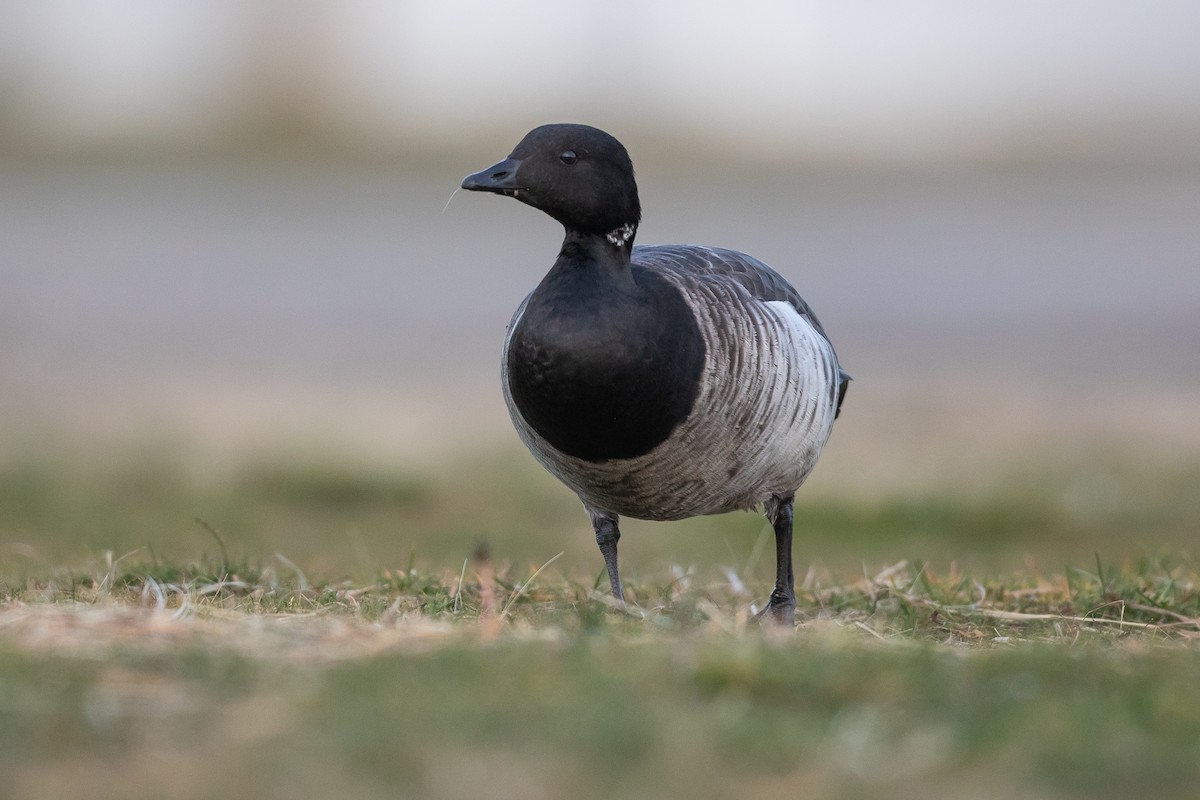 Brant - ML645130300