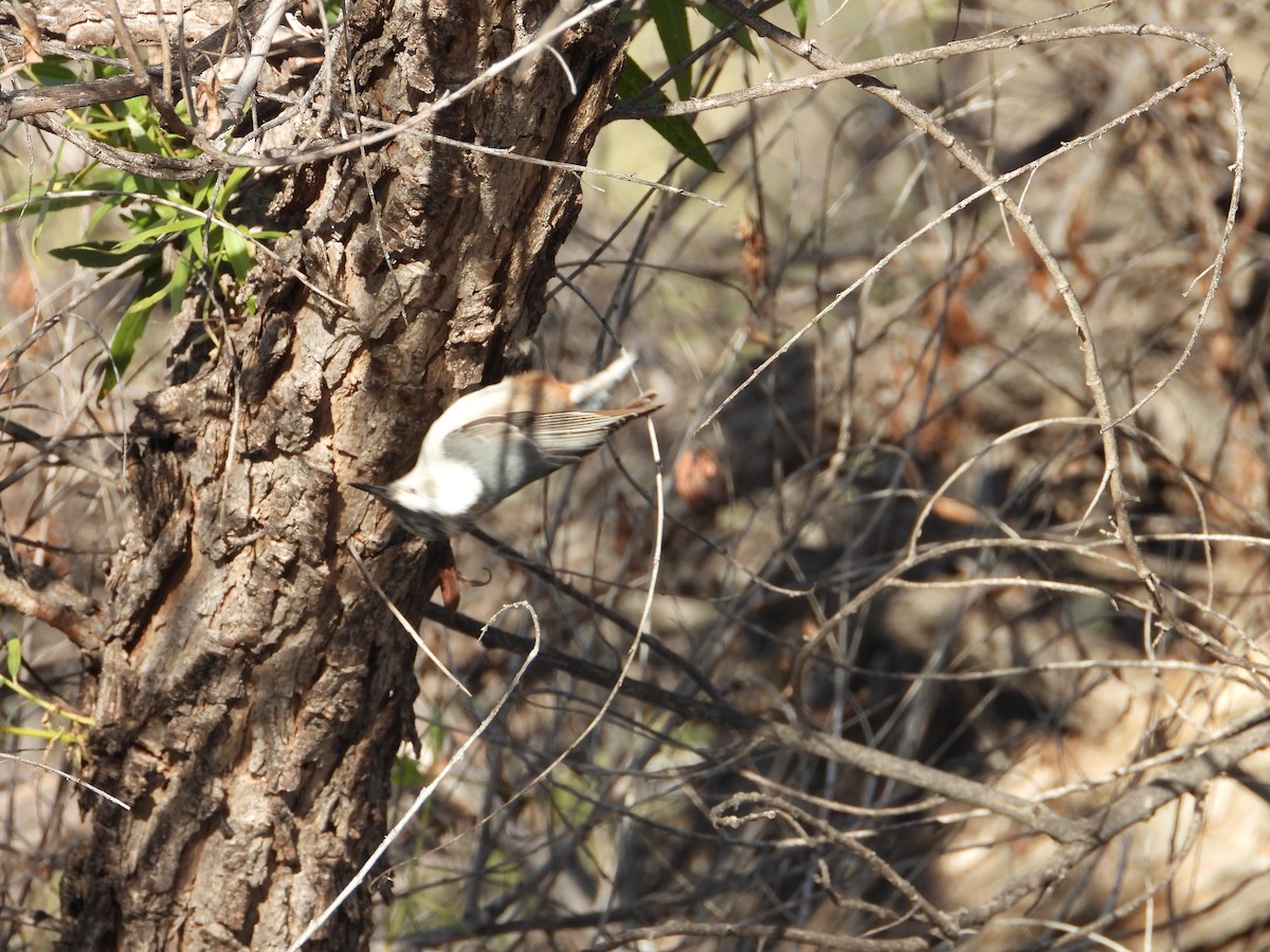 White-breasted Nuthatch - ML645130302