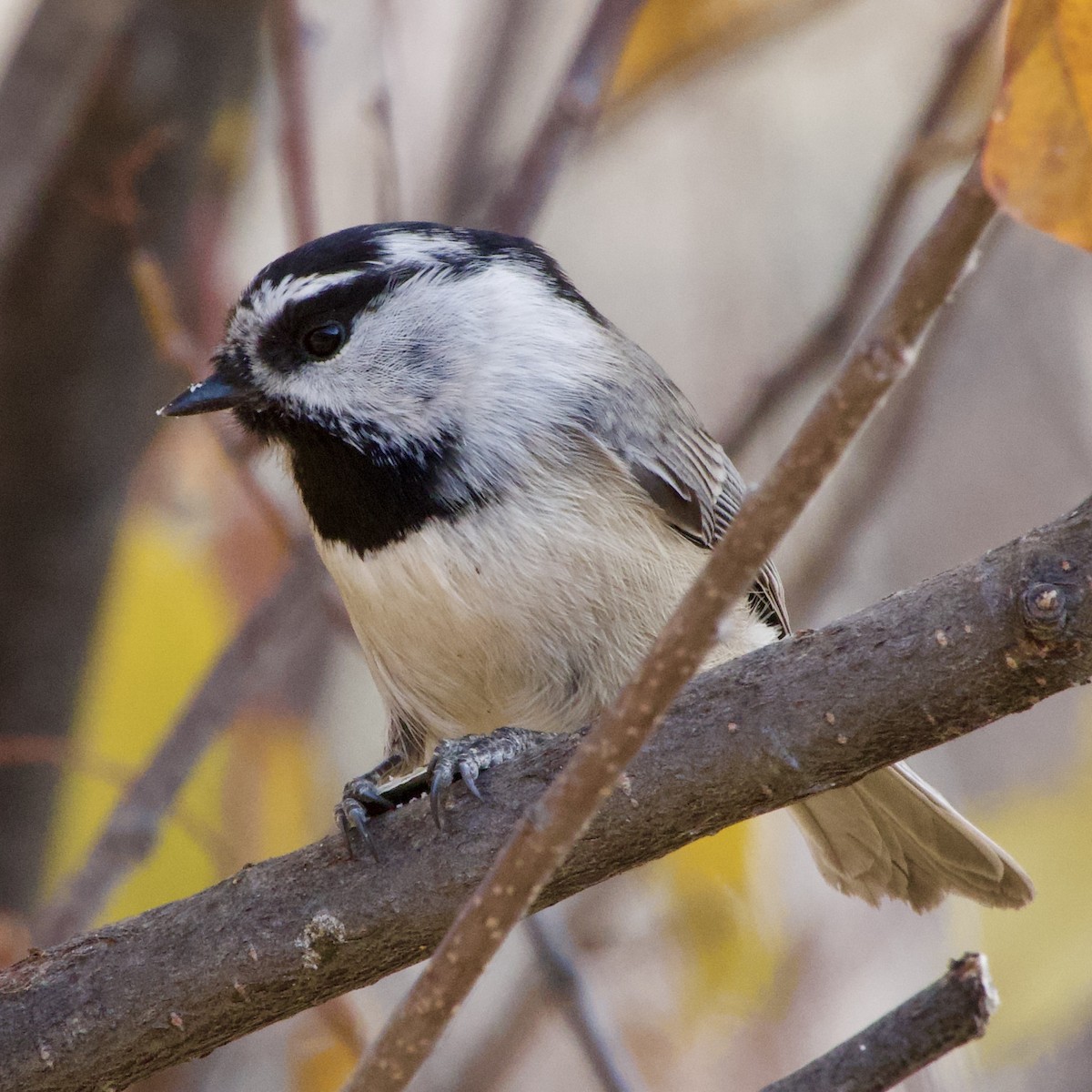 Mountain Chickadee - ML645130318