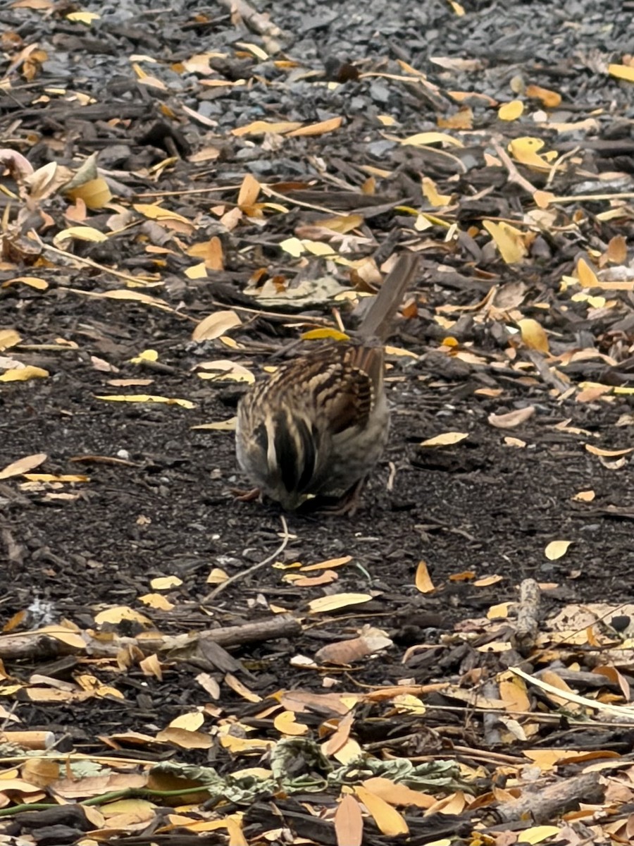 White-throated Sparrow - ML645130320