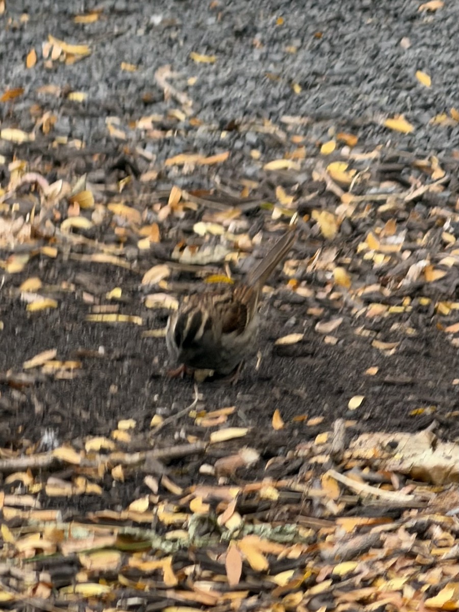 White-throated Sparrow - ML645130321