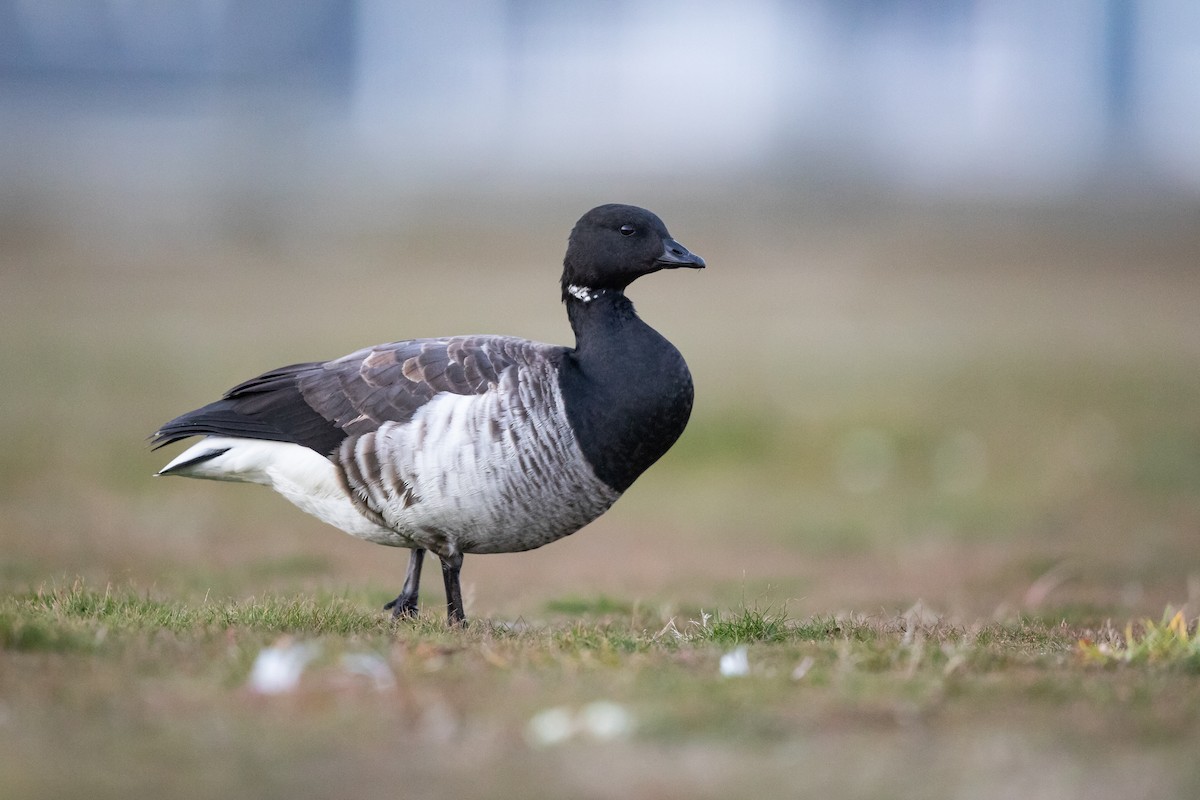 Brant - ML645130322
