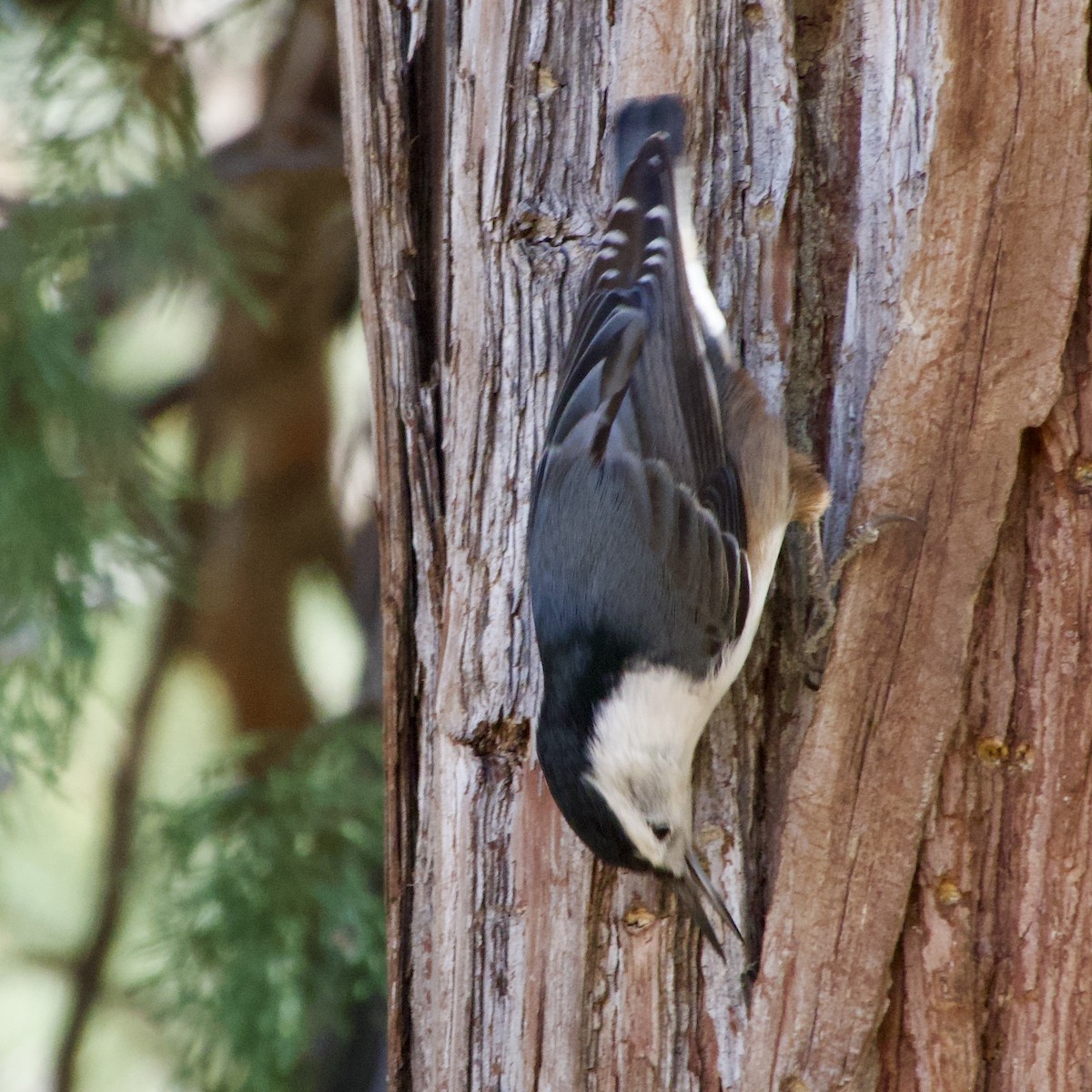 White-breasted Nuthatch - ML645130331