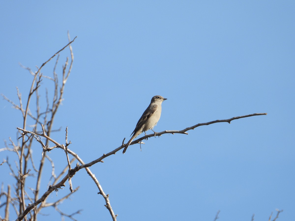 Townsend's Solitaire - ML645130335