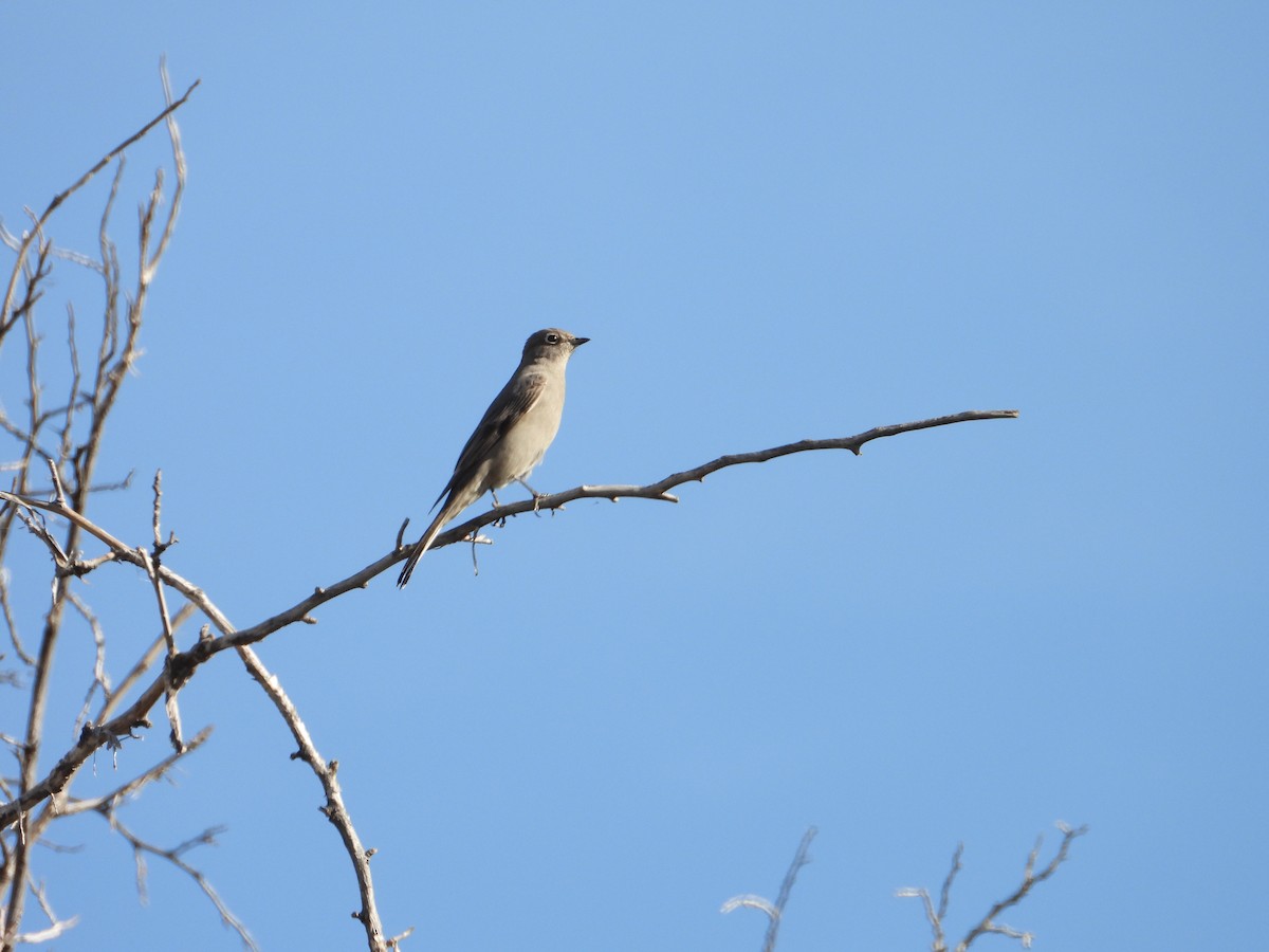 Townsend's Solitaire - ML645130336