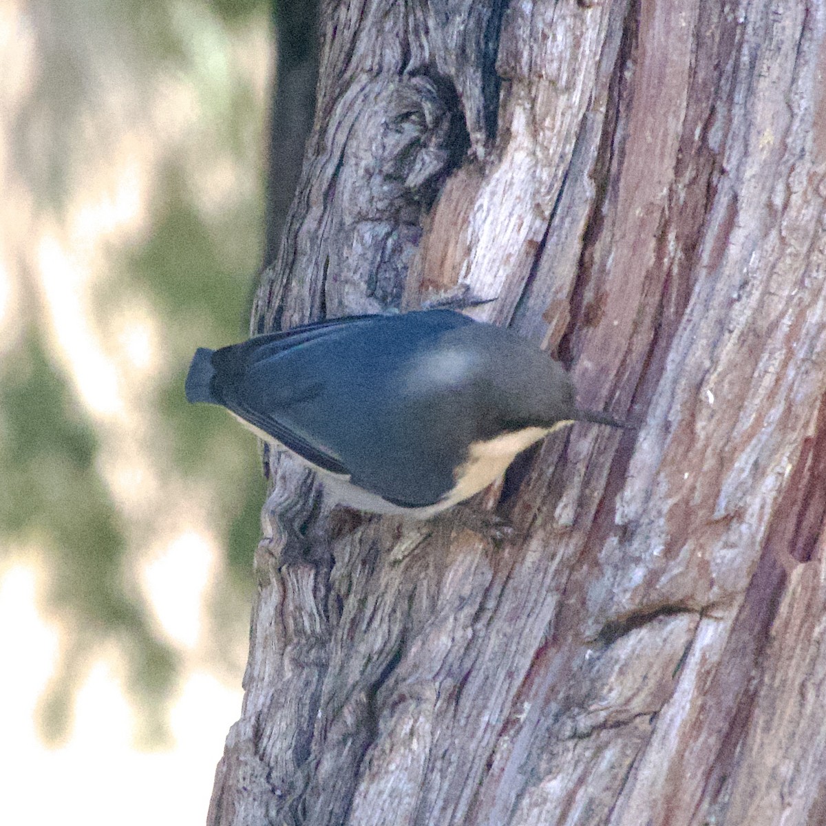 Pygmy Nuthatch - ML645130337