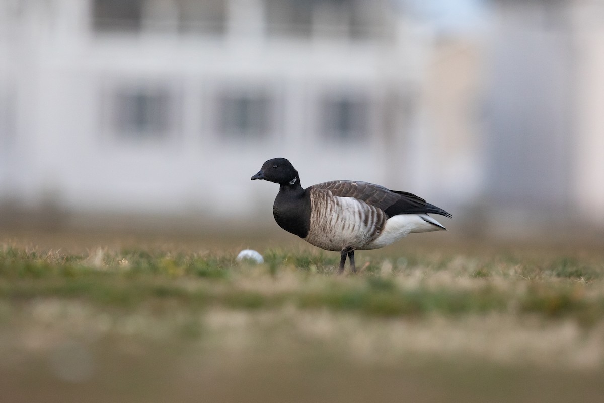 Brant - ML645130349
