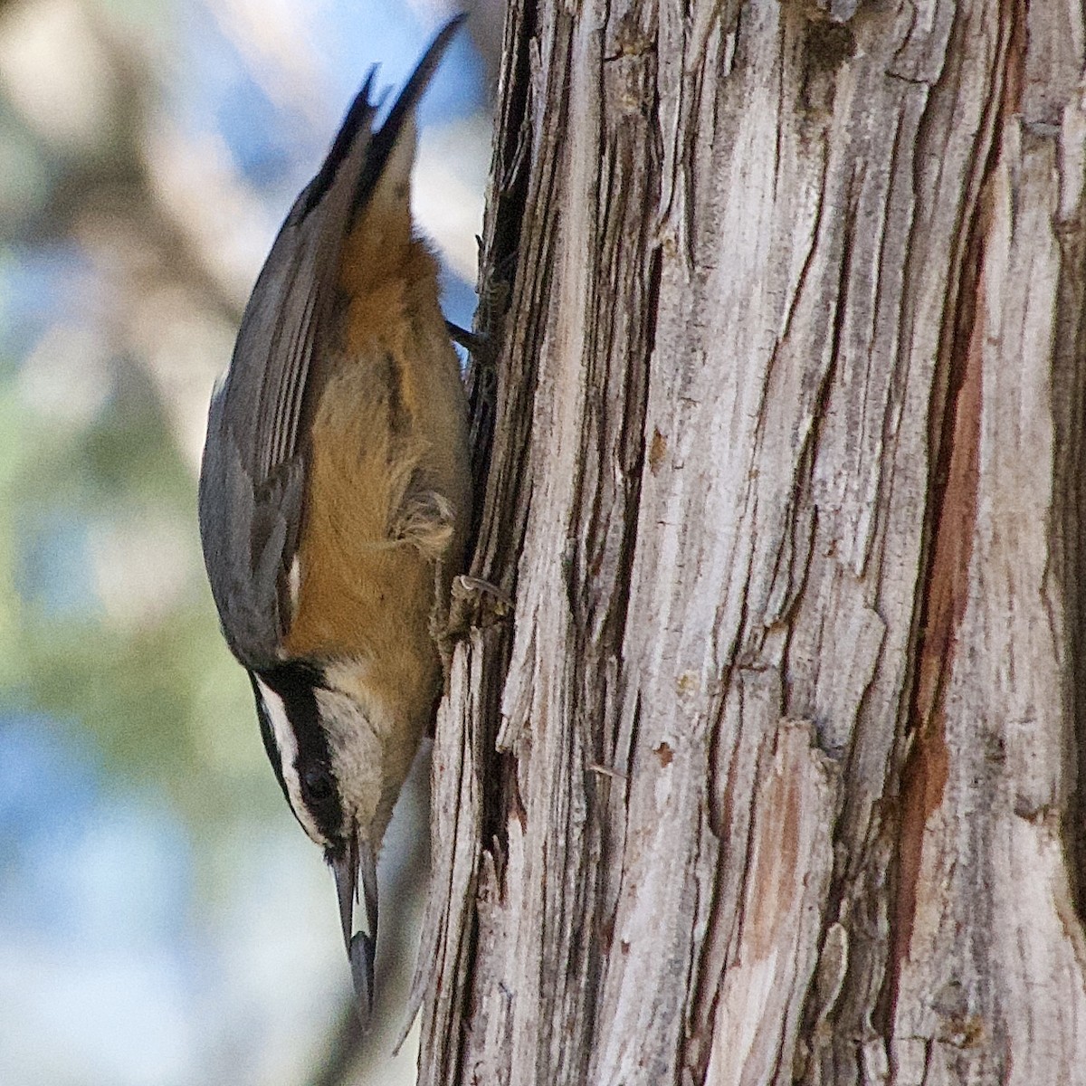 Red-breasted Nuthatch - ML645130350
