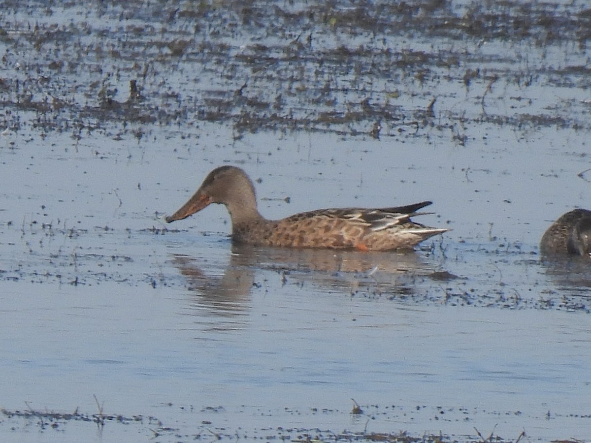 Ahate mokozabal zuria - ML645130386