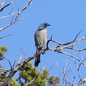 sojka vnitrozemská - ML645130387