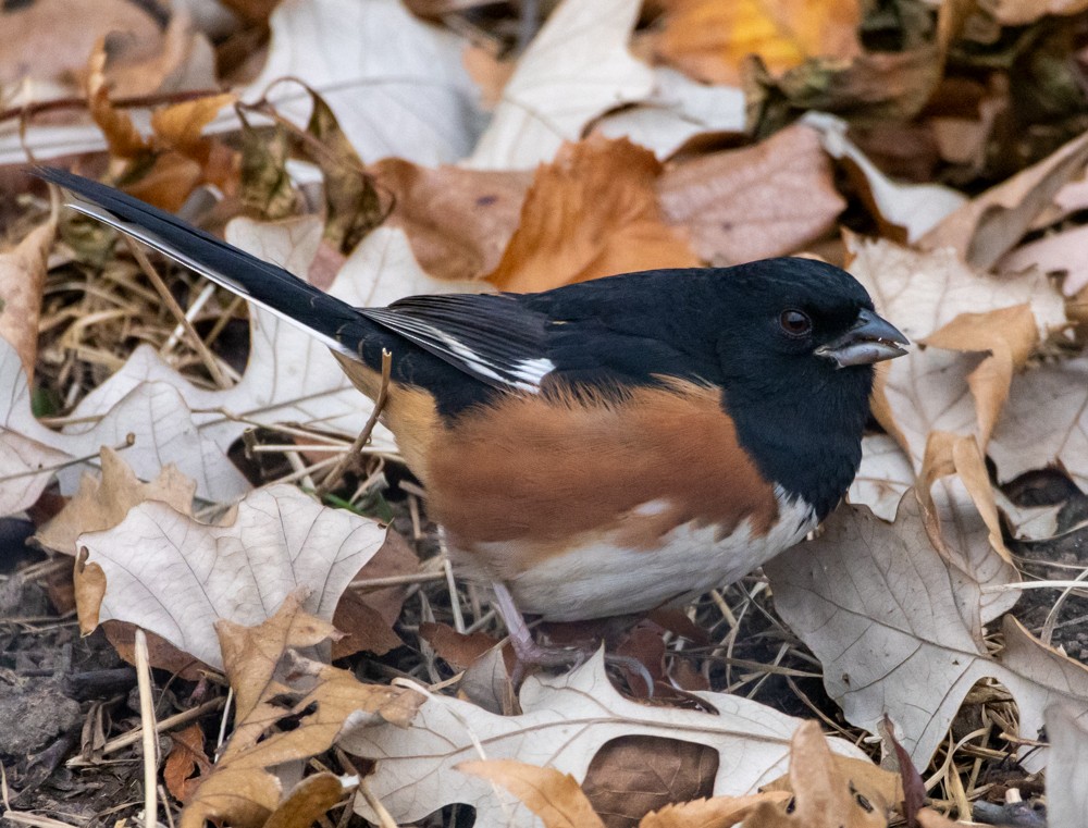Eastern Towhee - ML645130389