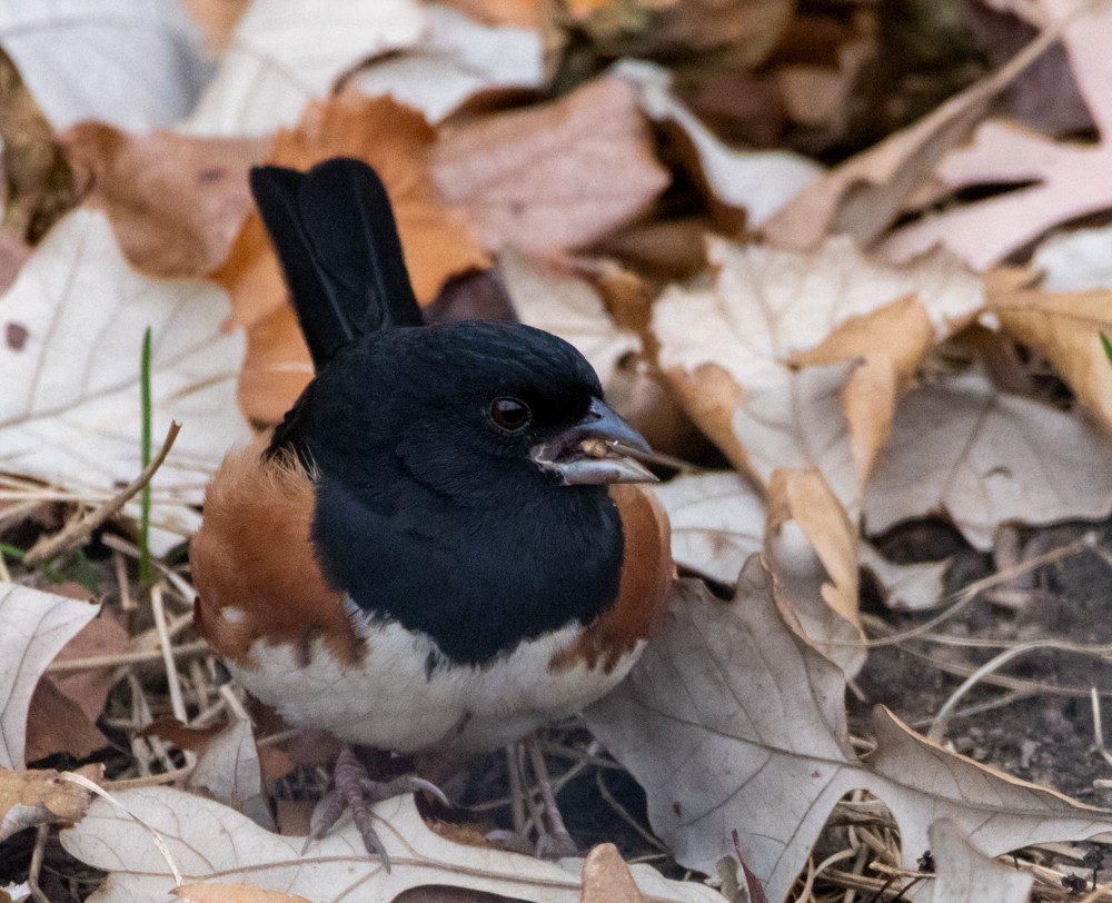 Eastern Towhee - ML645130390