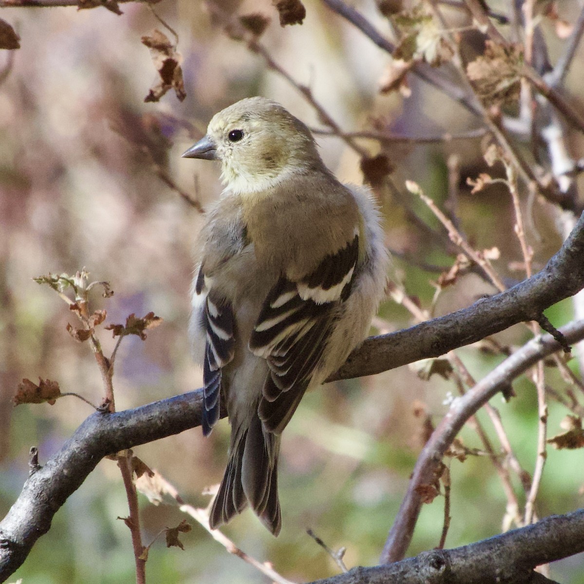 American Goldfinch - ML645130402