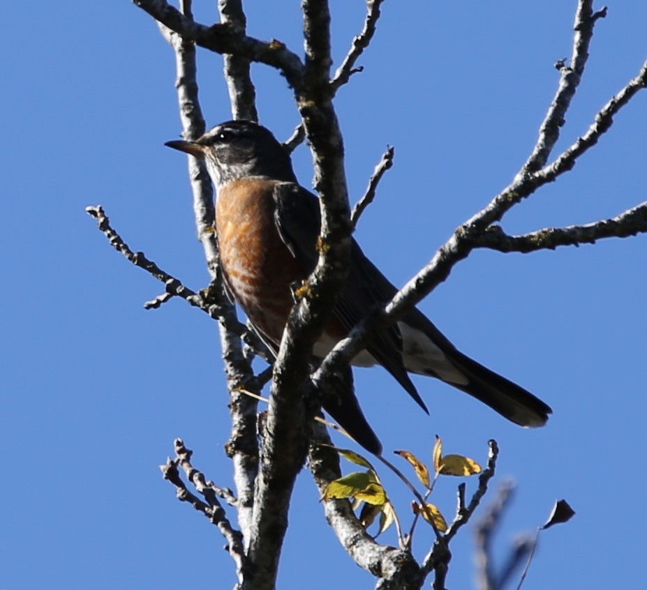 drozd stěhovavý - ML645130403