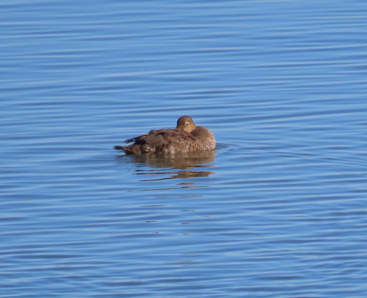 King Eider - ML645130414