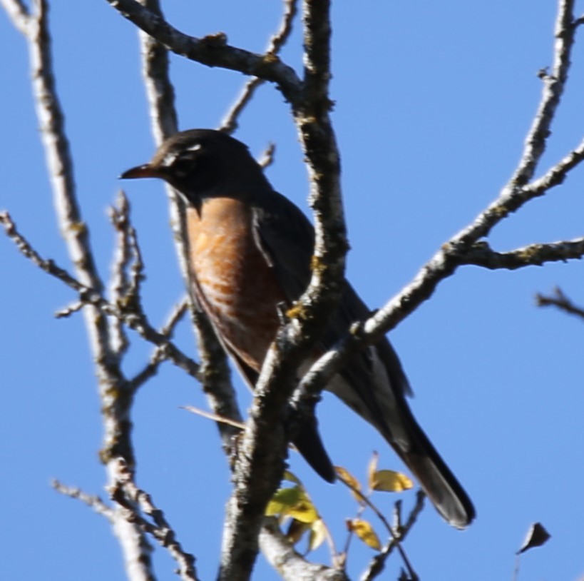 drozd stěhovavý - ML645130415