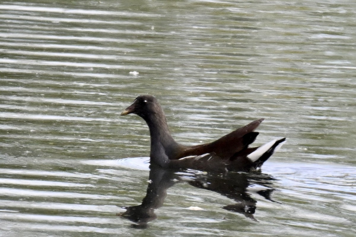 アメリカバン - ML645130419