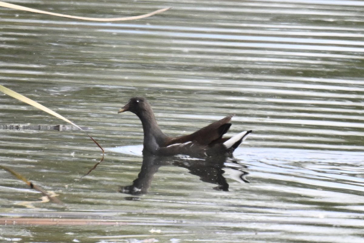 アメリカバン - ML645130424