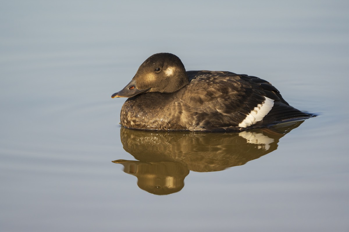 turpan sibiřský - ML645130435