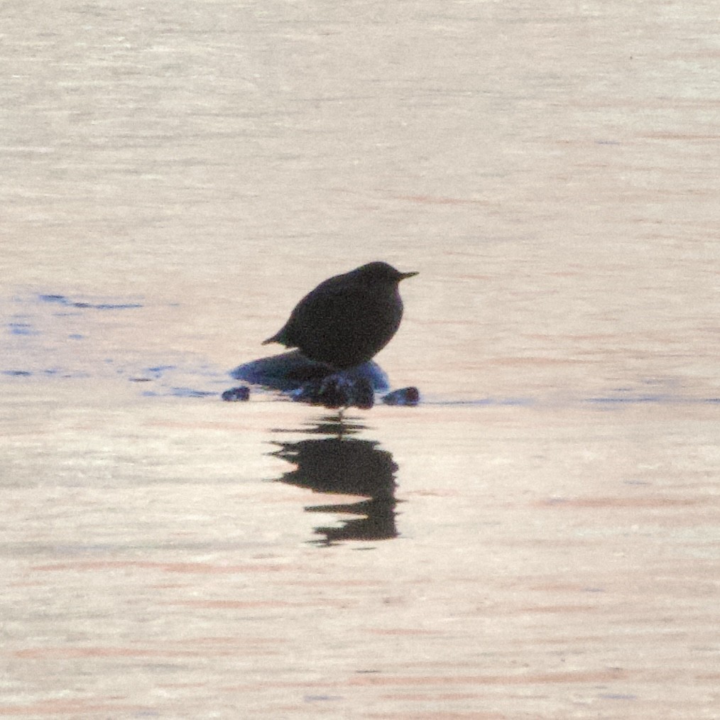 American Dipper - ML645130456