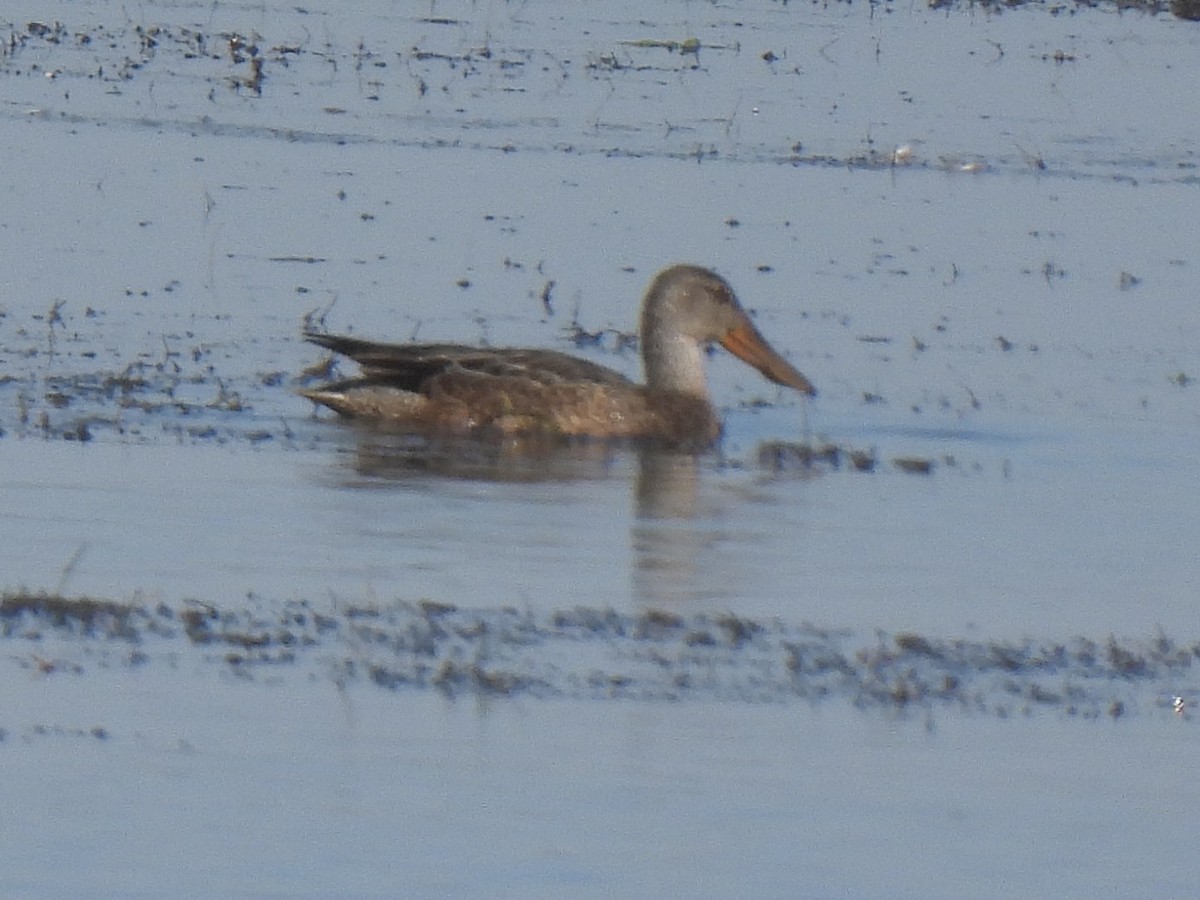 Ahate mokozabal zuria - ML645130474