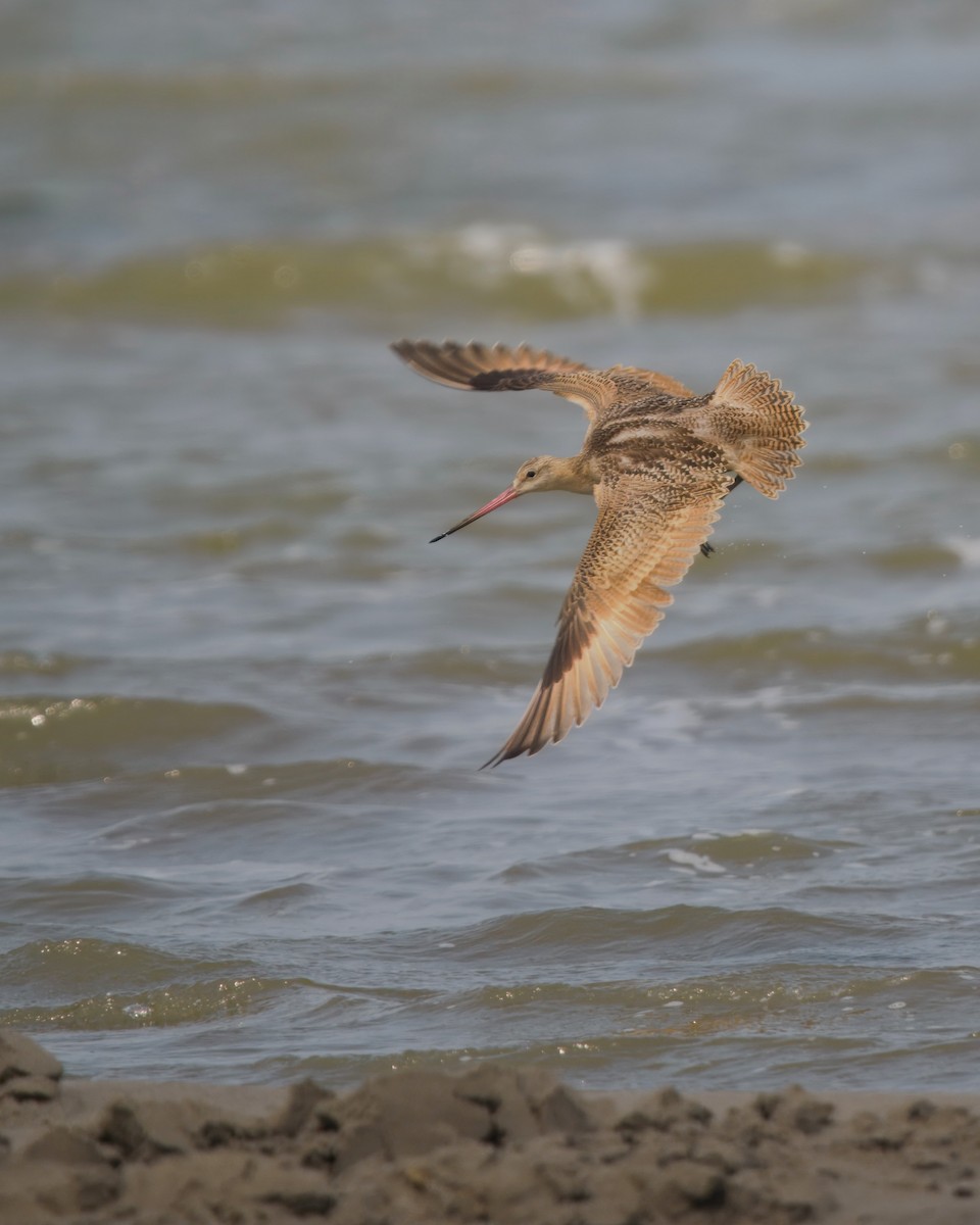 Marbled Godwit - ML645130492