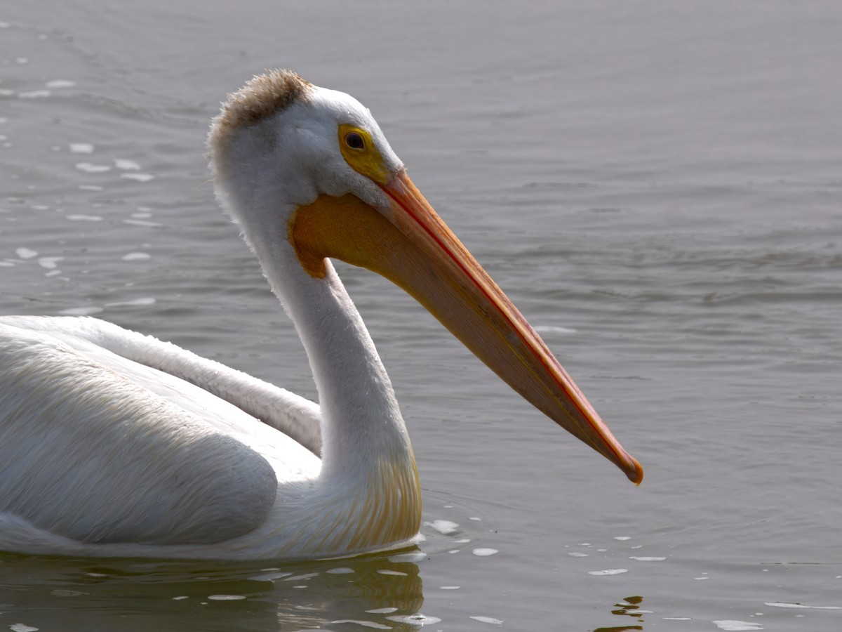 American White Pelican - ML645130499