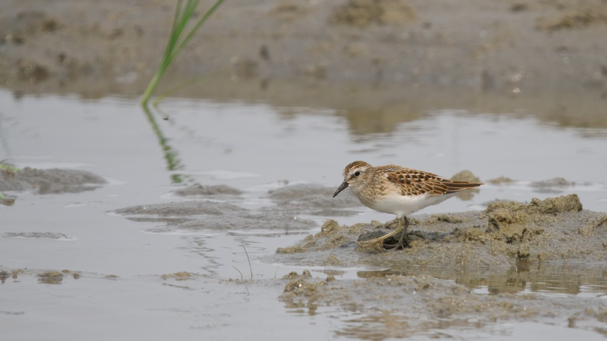 Least Sandpiper - ML645130531