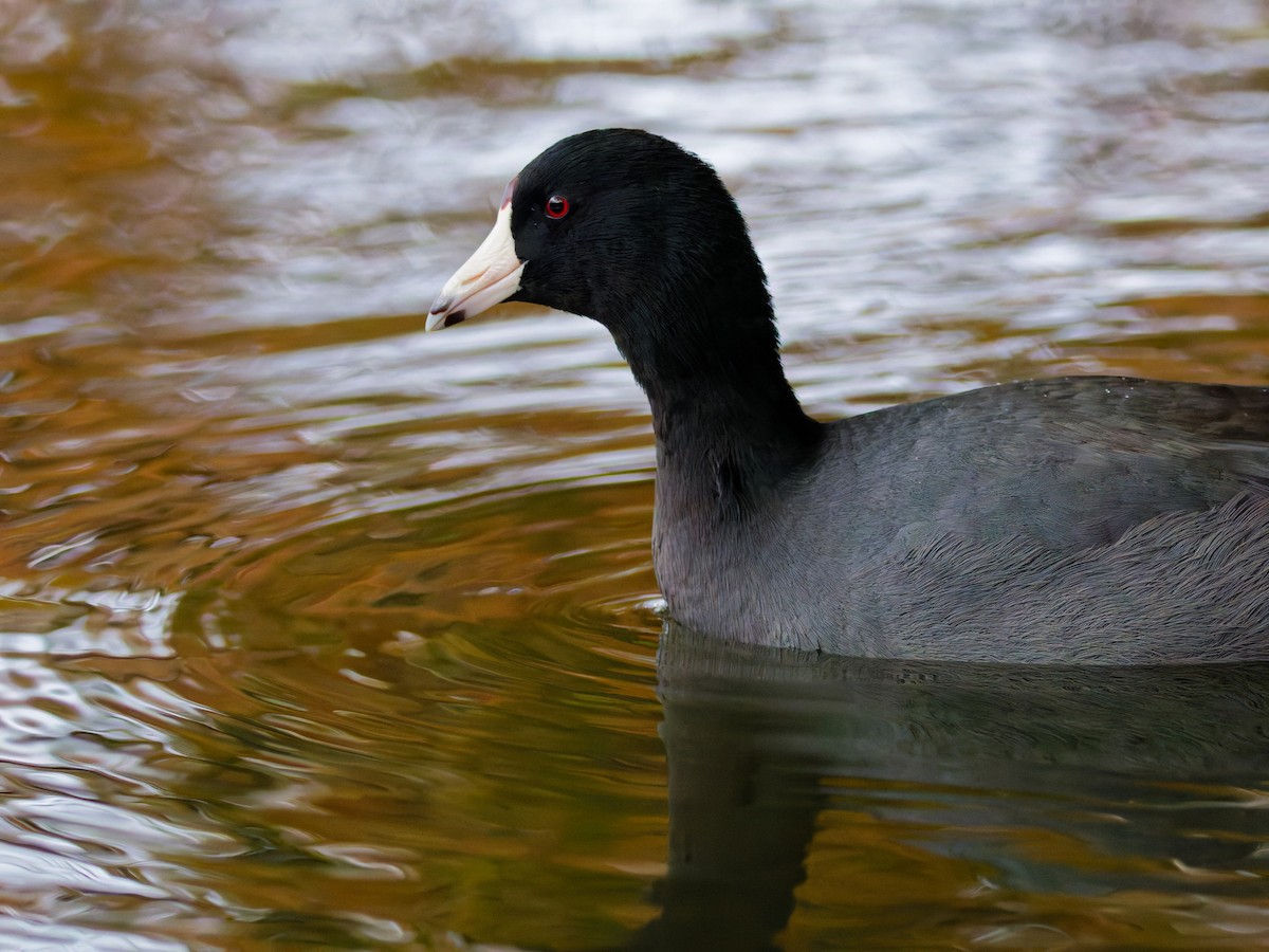American Coot - ML645130544