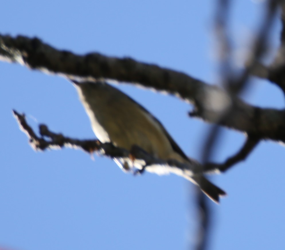 Hutton's Vireo - ML645130560