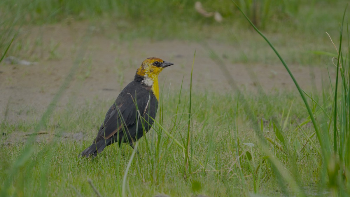 Yellow-headed Blackbird - ML645130566